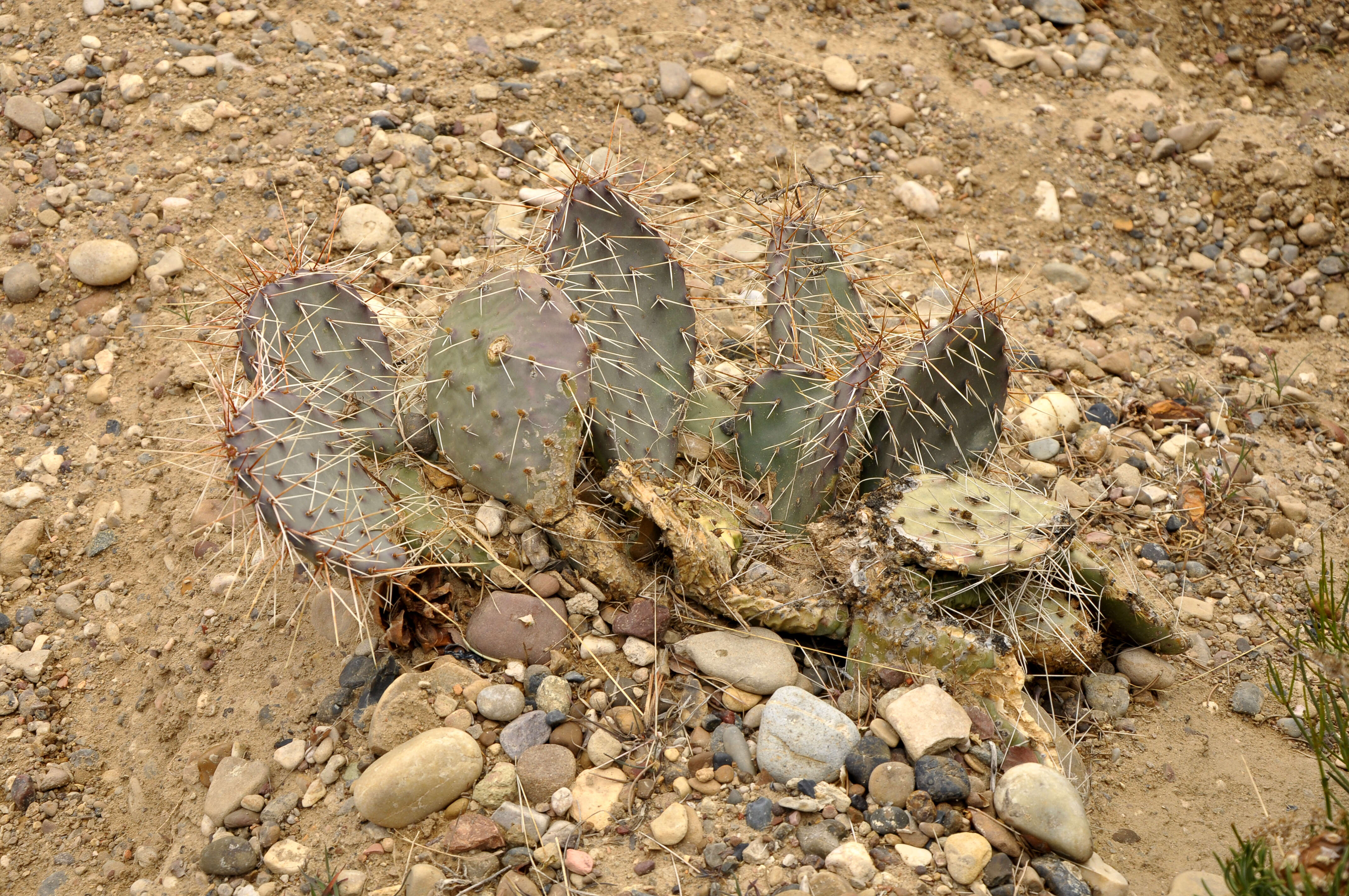 Image of Brownspine Pricklypear