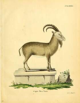 Plancia ëd Capra ibex Linnaeus 1758