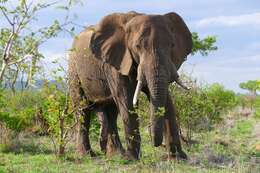 Image of African bush elephant