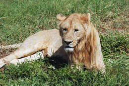 Image of African Lion