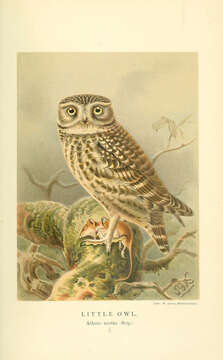 Image of Little Owl