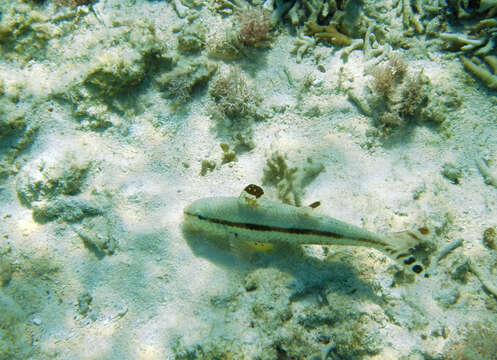 Image of Bar-tail goatfish