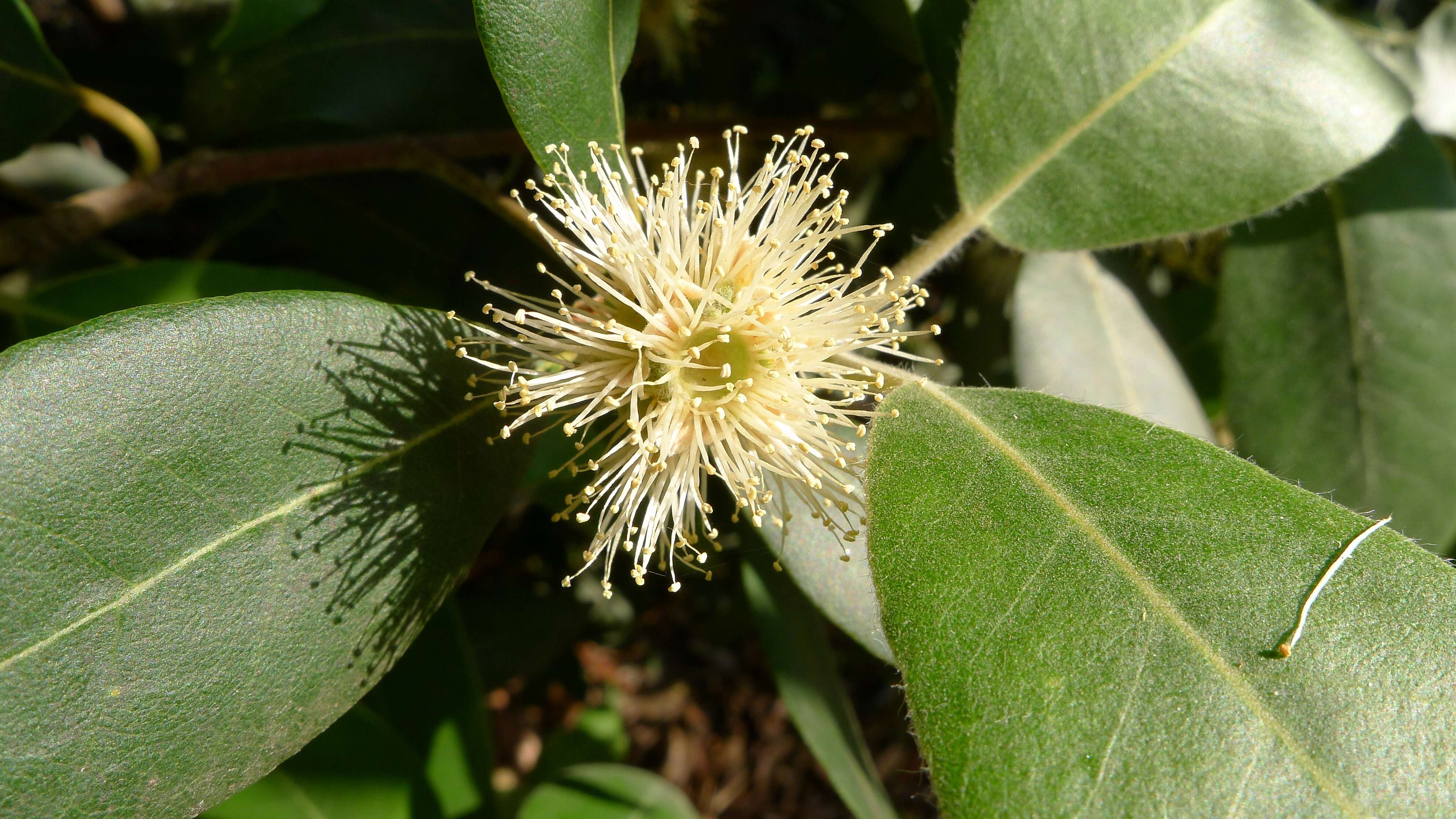 Image of turpentine tree