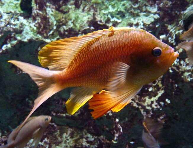 Image of Anthias