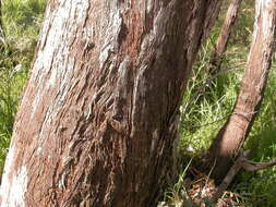 Image of red stringybark