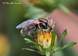 Image of Eristalinus