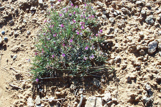 Image of tufted milkvetch