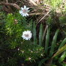 Image of Olearia ballii (F. Müll.) F. Müll. ex Hemsl.