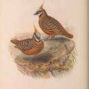 Image of Spinifex Pigeon