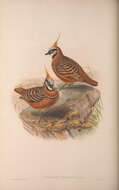 Image of Bronzewings