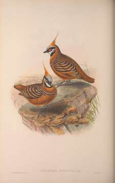 Image of Spinifex Pigeon