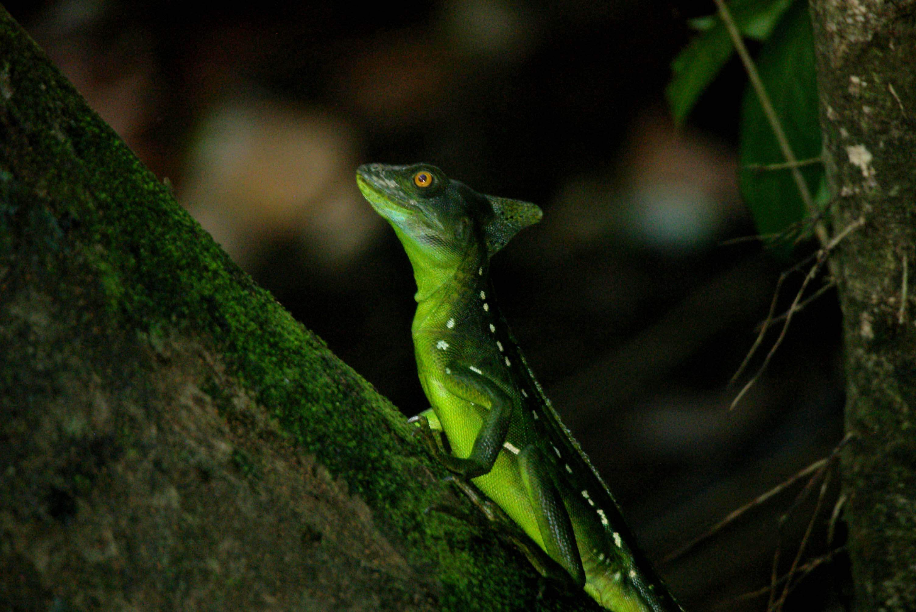 Image of helmet lizards