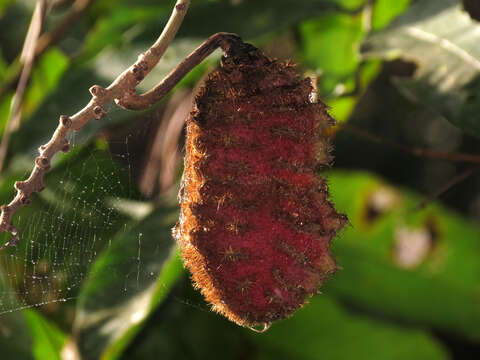 Image of mucuna