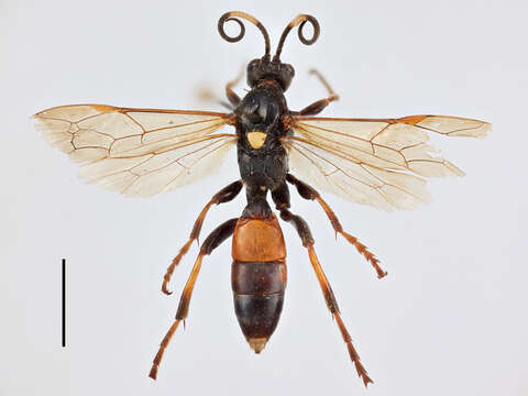 Image of Ichneumon