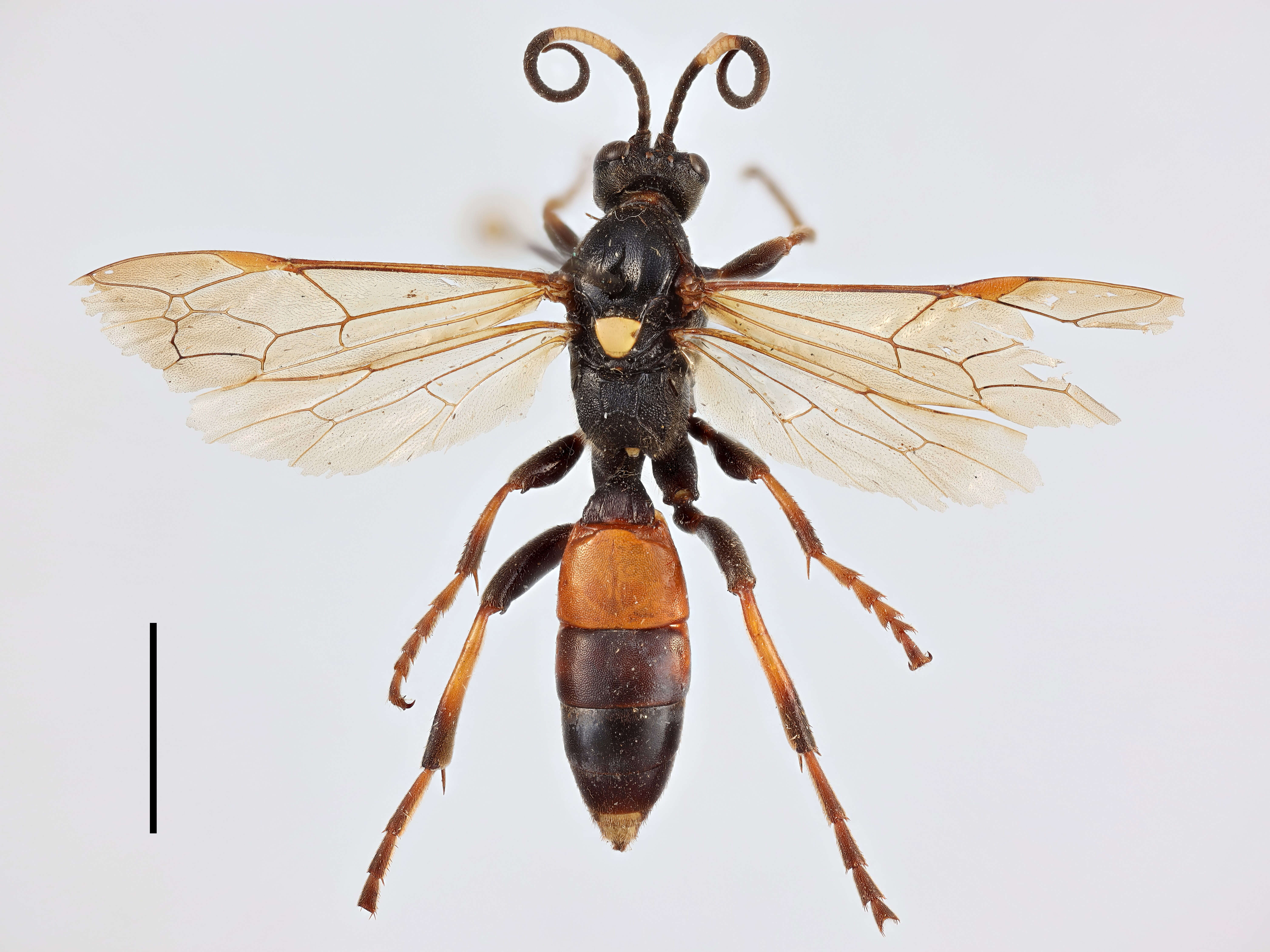 Image of Ichneumon hypolius Thomson 1888