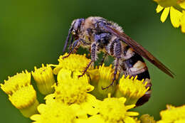 Image of ragwort