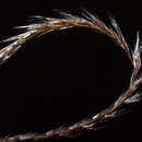 Image of Giant Miscanthus