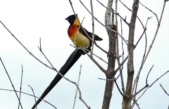 Image of Eastern Paradise-whydah