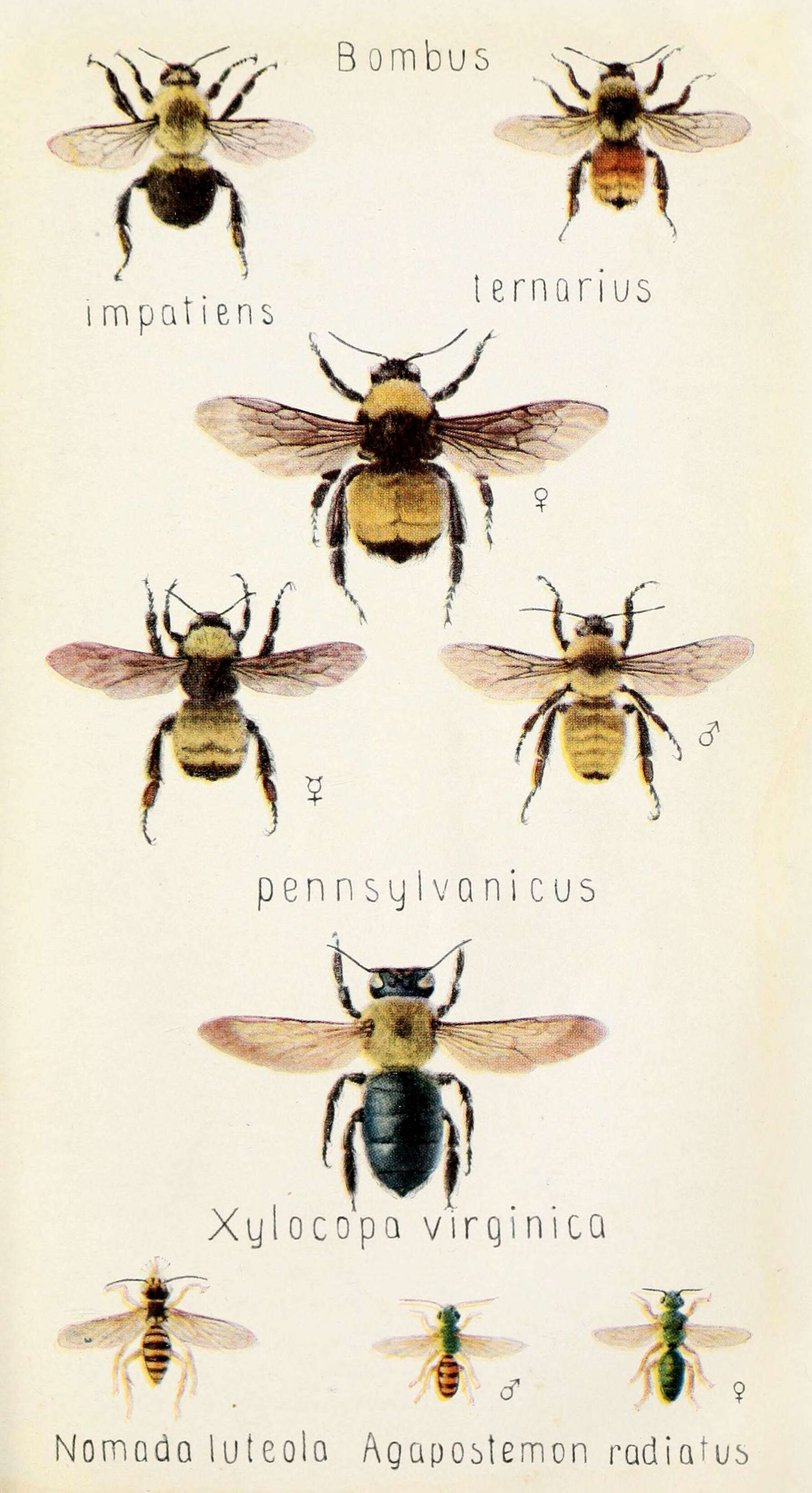 Image of Bumblebees