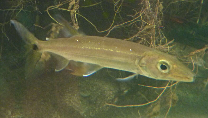 Image of smallscale pike characins