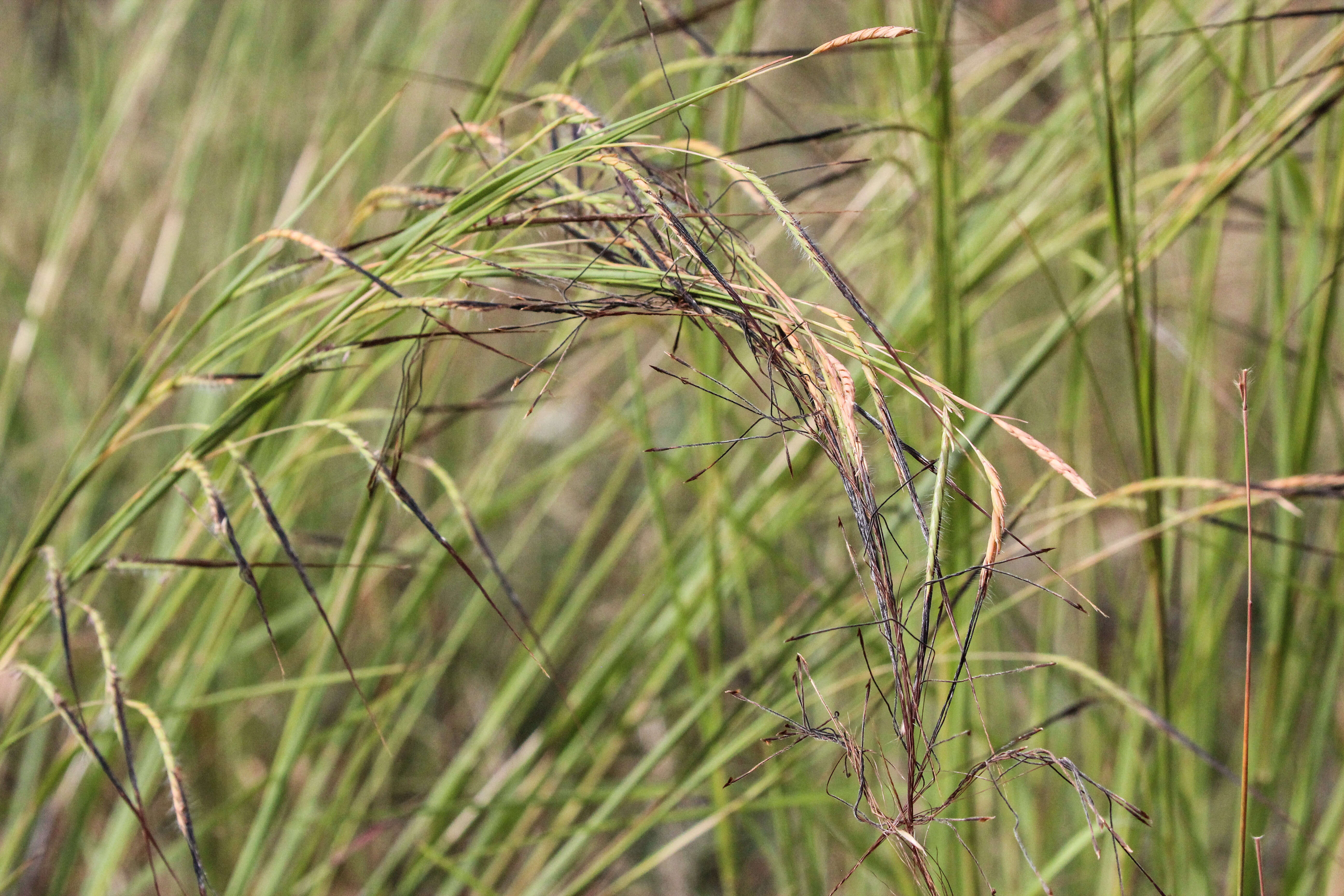 Imagem de Heteropogon