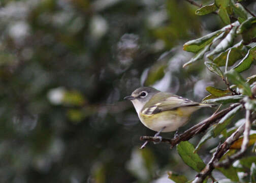 Image of Blue-headed Vireo