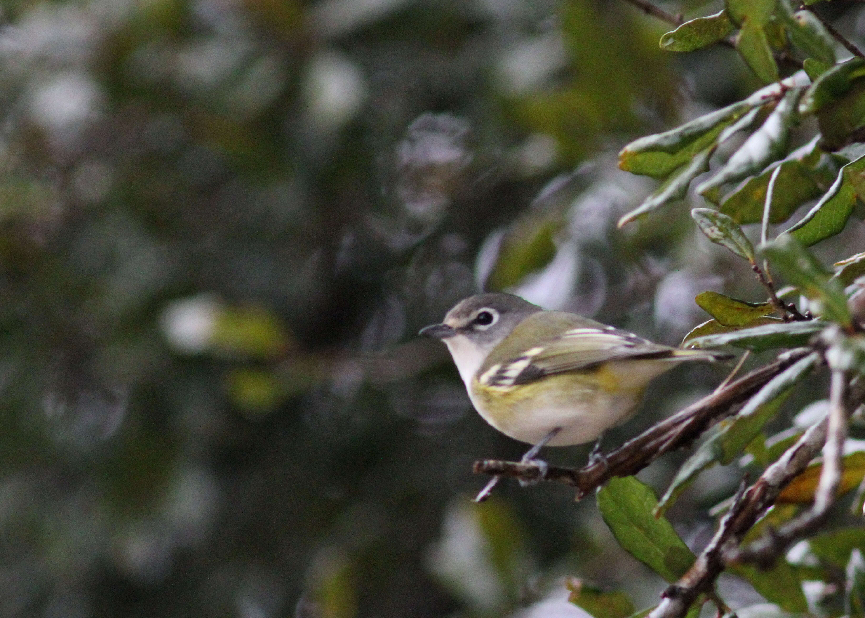 Слика од Vireo Vieillot 1808