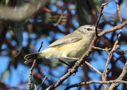 Image of Acanthizidae