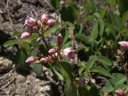 Image of flytrap dogbane