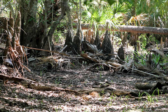 Image of Bald Cypress