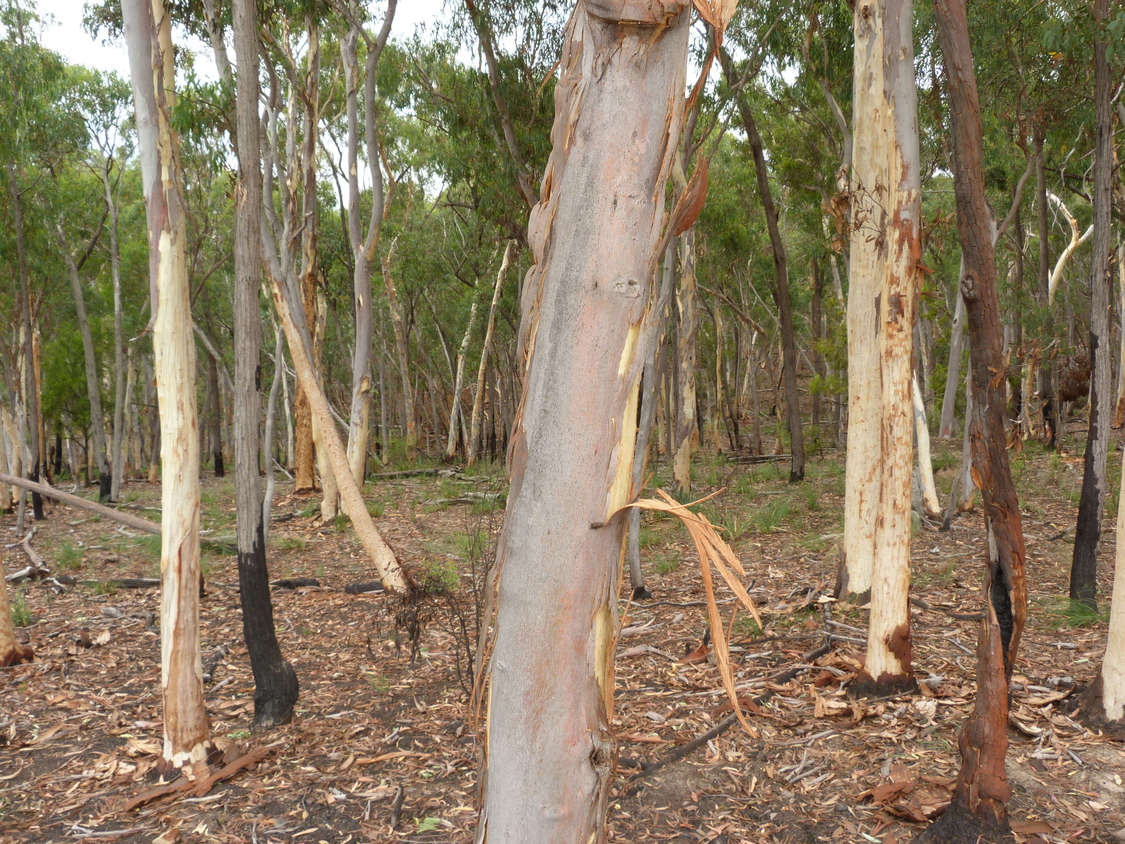Image de Eucalyptus mannifera Mudie