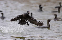 Plancia ëd Phalacrocorax sulcirostris (Brandt & JF 1837)