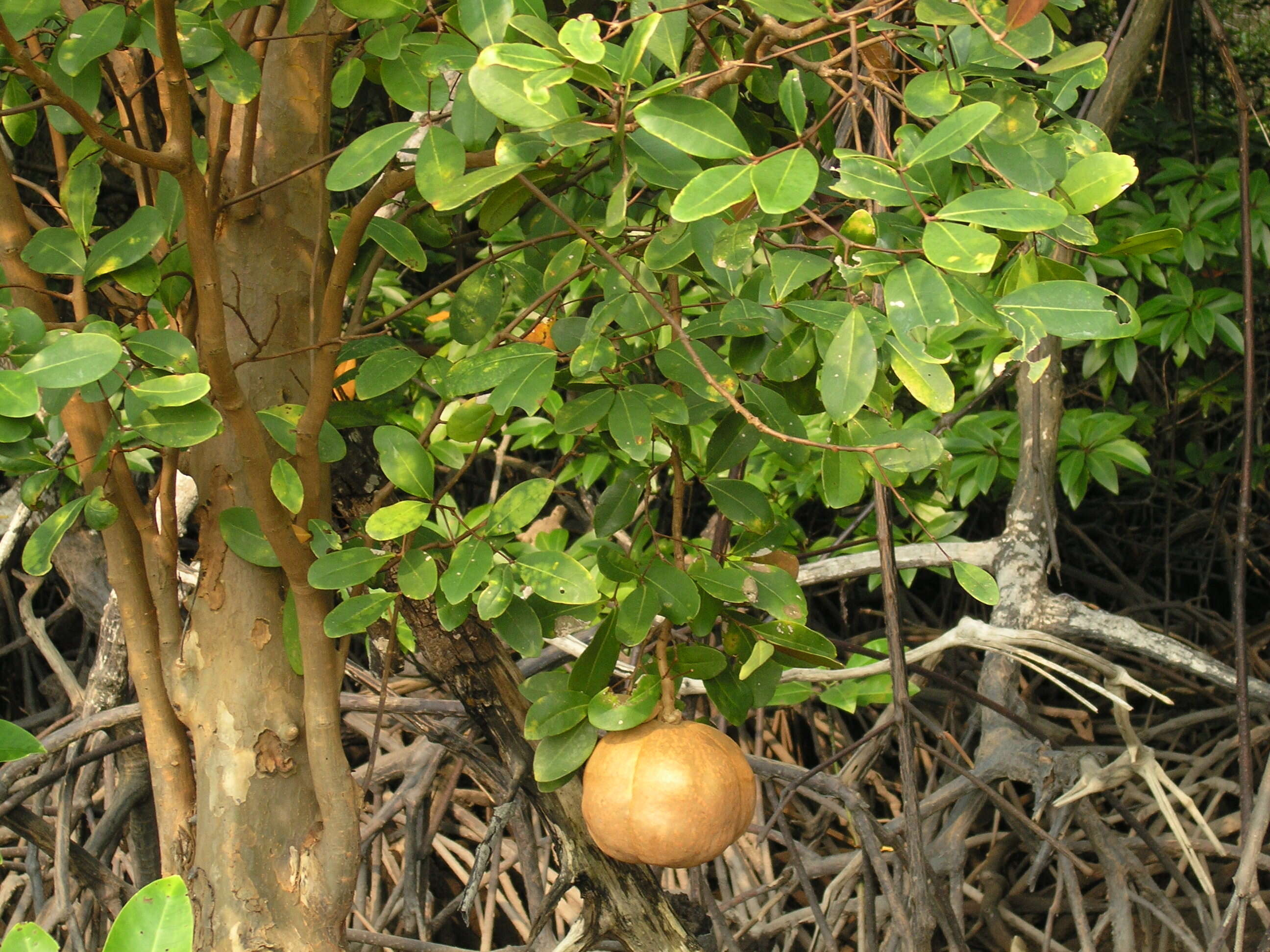 Слика од Xylocarpus granatum Koen.