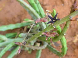 Image of Ceropegia stalagmifera (C. E. C. Fischer) Bruyns