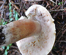 Image of Tylopilus