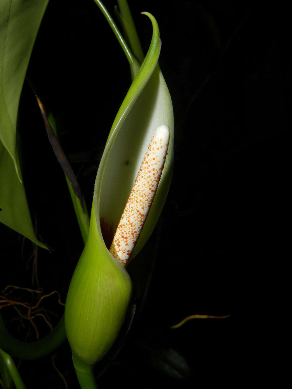 Image of Philodendron microstictum Standl. & L. O. Williams