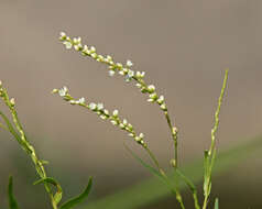 Image of Dotted Smartweed