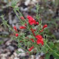 صورة Ruellia angustior (Nees) Lindau