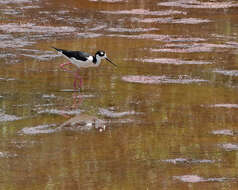 Image of Black-necked Stilt