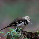 Image de Bergeronnette de forêt