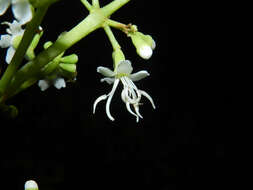 Image of Miconia hondurensis Donn. Sm.