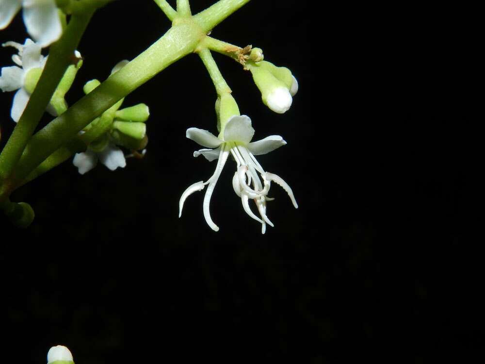 Image of Miconia hondurensis Donn. Sm.