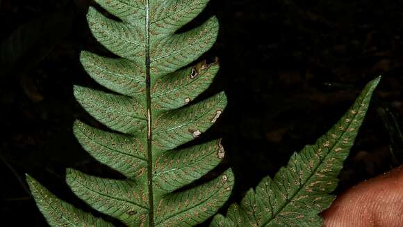 Слика од Steiropteris polypodioides (Raddi) Salino & T. E. Almeida