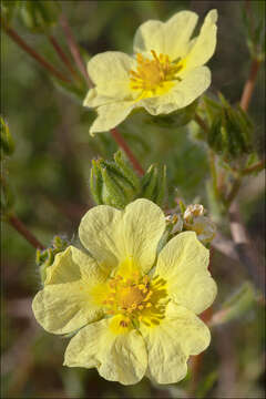 Image of cinquefoil