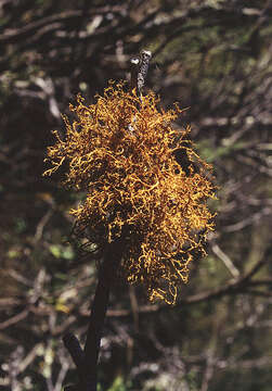 Image of teloschistes lichen