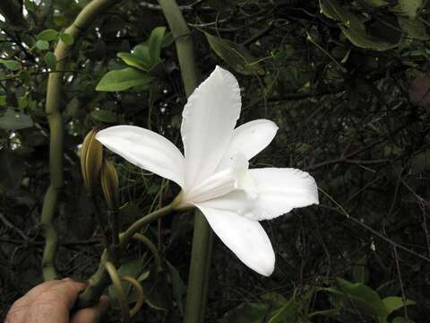 Image of Vanilla roscheri Rchb. fil.