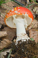 Image of Fly agaric