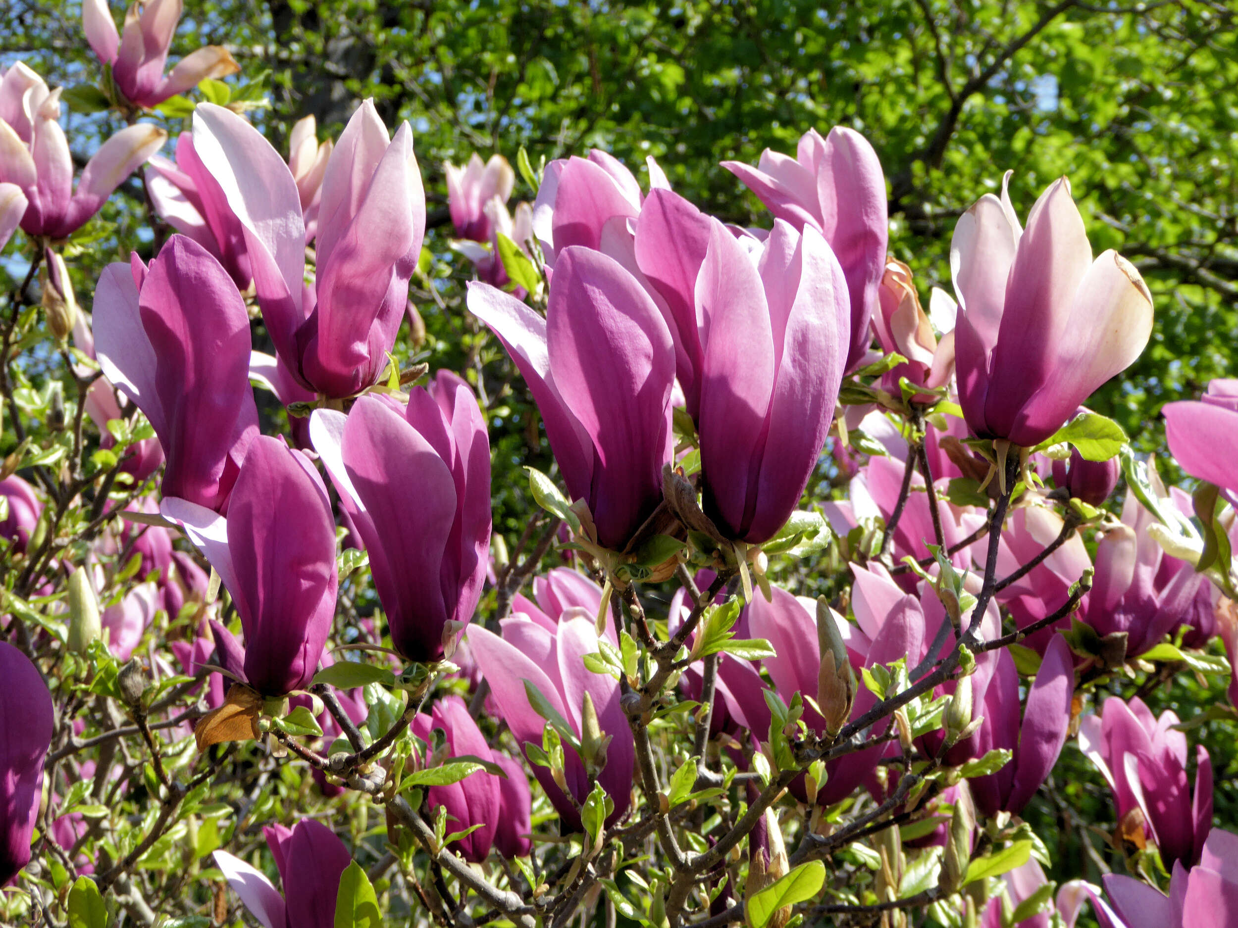 Image of Flowering Magnolia