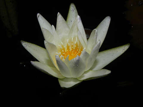 Image of waterlily