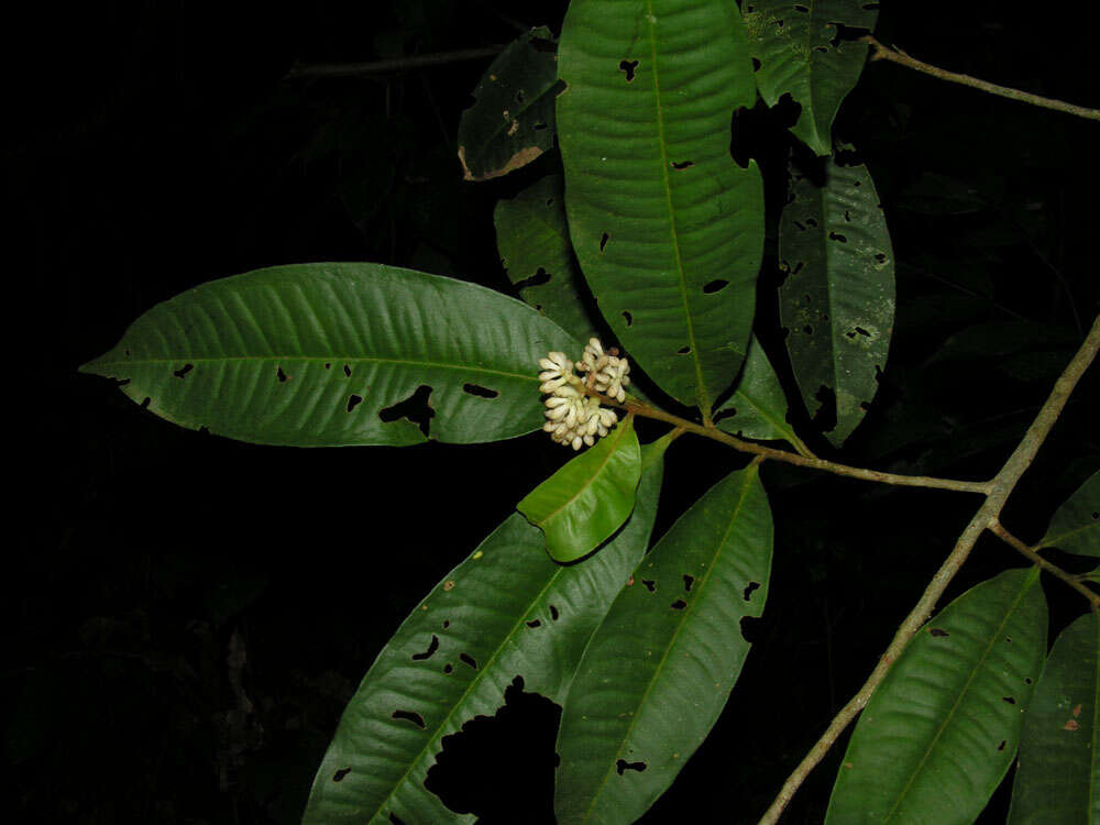 Plancia ëd Ardisia dunlapiana P. H. Allen